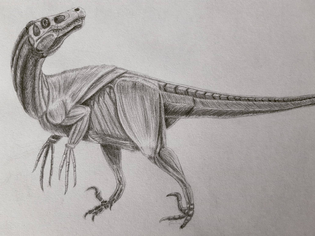 Utahraptor Muscle Study by Reece-Wilczek on DeviantArt