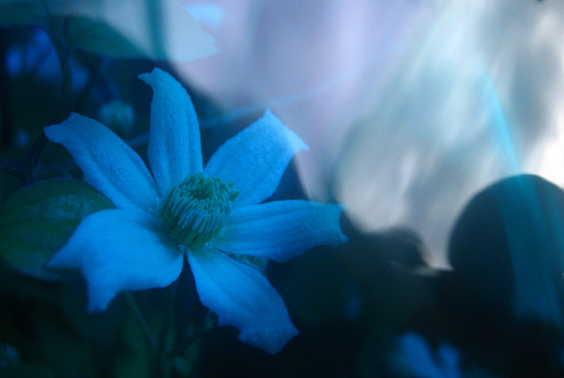 Surreal flower by ahlberg