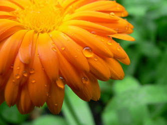 orange flower