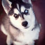 Husky puppy3