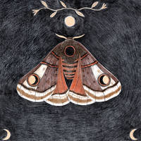 Moth, dark background