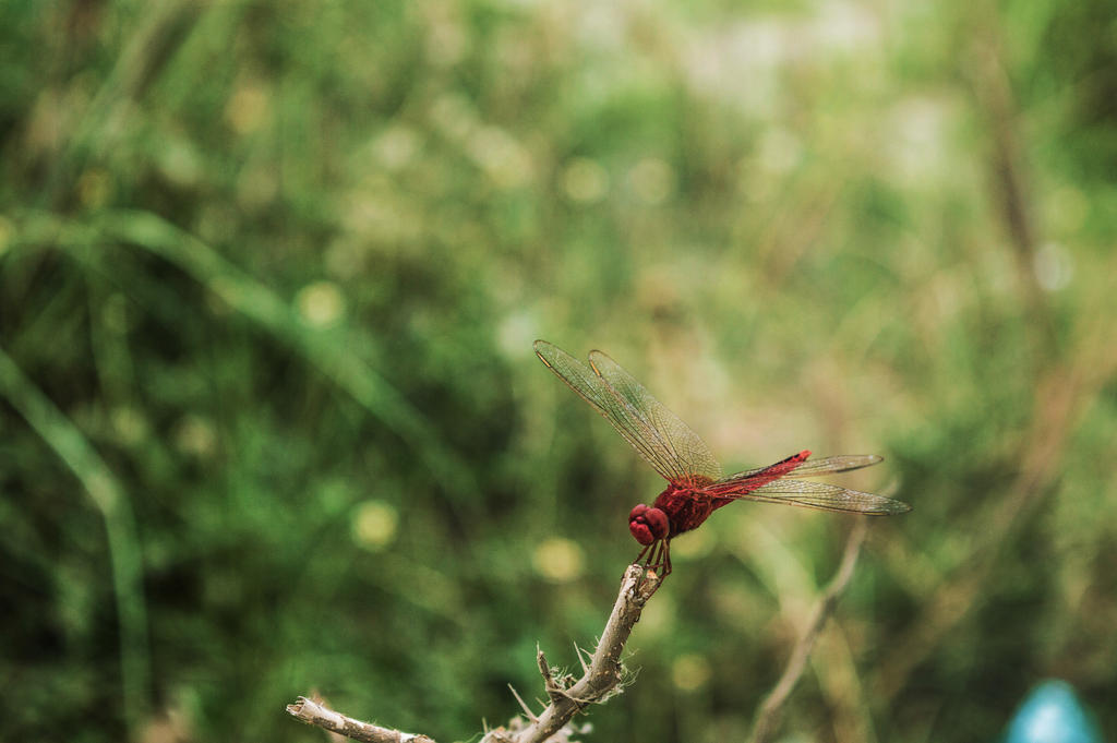 Crystal Wings