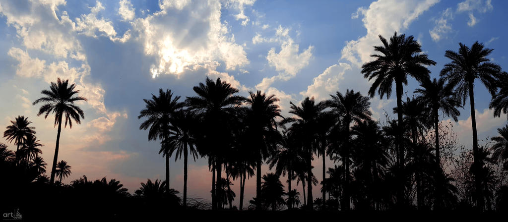 Al-Kufa palms