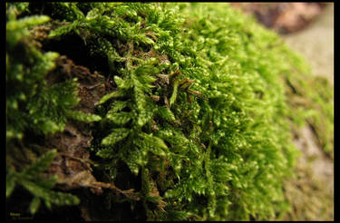 Moss 2