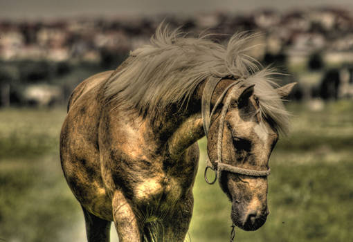 horse hdr