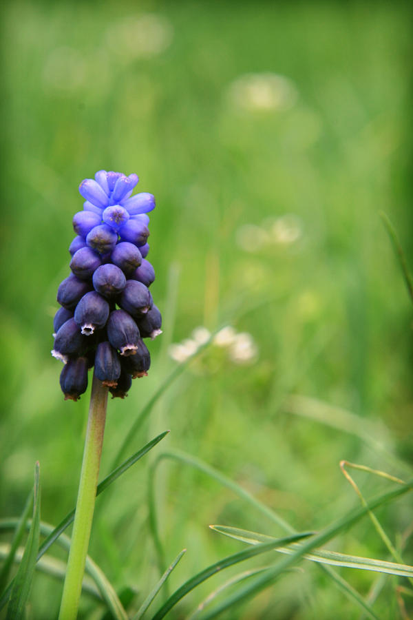 muscari