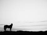 Dreamer by deerhunter2012