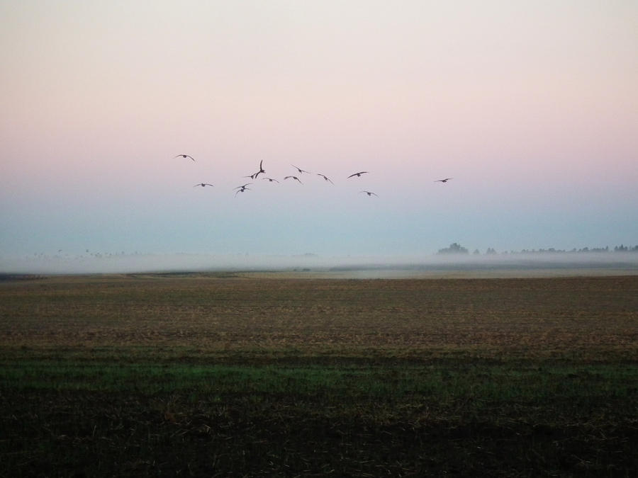 Foggy Flight