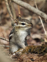 Chipmunk II