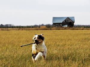 At The Farm