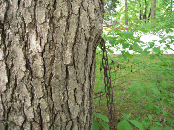 Chained Tree by AaEe24 on DeviantArt