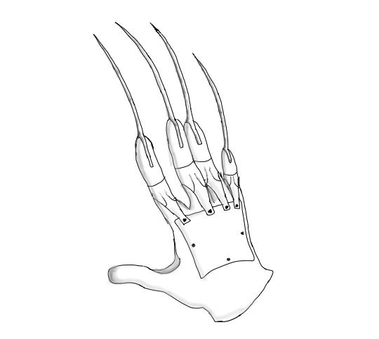 Freddy Krueger Glove Doodle By PeachDiamond17 On DeviantArt freddy-krueger-glove-doodle-by-peachdiamond17-on-deviantart
