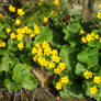 Yellow Flowers