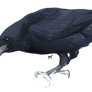 Crow