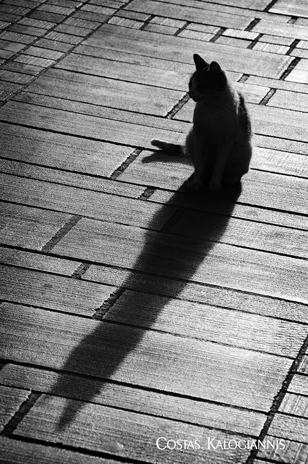 Cat And Shadow by beesy-studio on DeviantArt