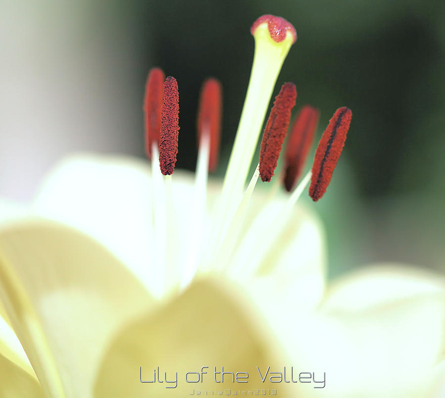 Lily of the Valley