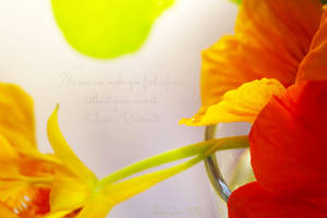 Nasturtiums VI