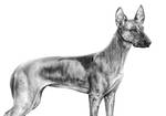 Xoloitzcuintli - Standard by AmandaTolleson