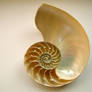 requiemstock - Nautilus-Shell1