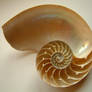 requiemstock - Nautilus-Shell2