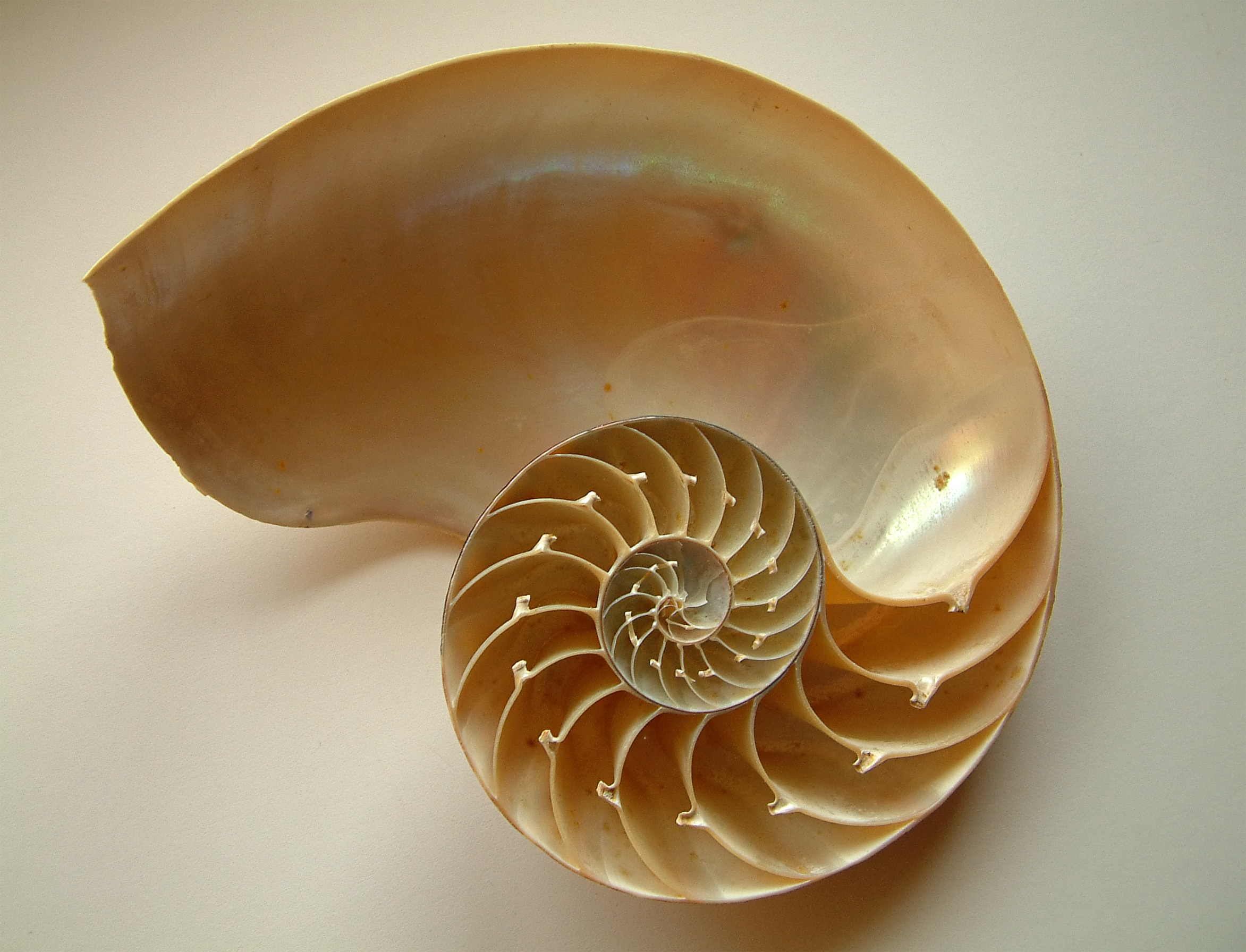 requiemstock - Nautilus-Shell2