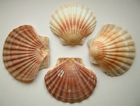 requiemstock - Scallop Shells