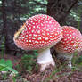 Amanita muscaria