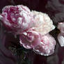 Pink Peonies 2