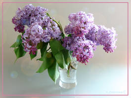 Melody of the Lilac 2