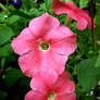 Pink petunia