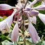 Silken Hosta 1