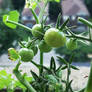 Thicket of green tomatoes 1