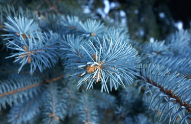 Blue Spruce 1