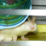little hamster grows!