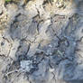 Dried Mud with Tracks