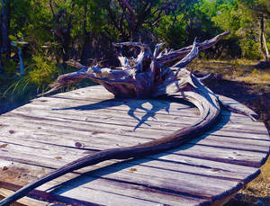 Extremely Old Vintage Tree Root Of Texas