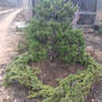 Bonsai Your Juniper! Austin Texas Bonsai Service