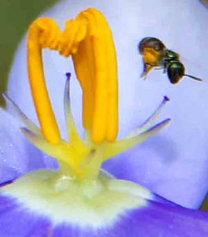NO Ai Real Picture of Cute Bug Flying on Flower
