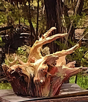 Root Exhibition in Austin Texas