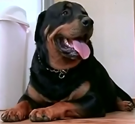 rottweiler