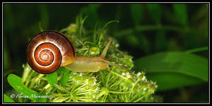 Escargot 2