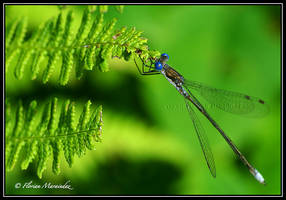 Dragonfly 5