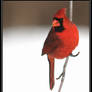 Cardinal 2