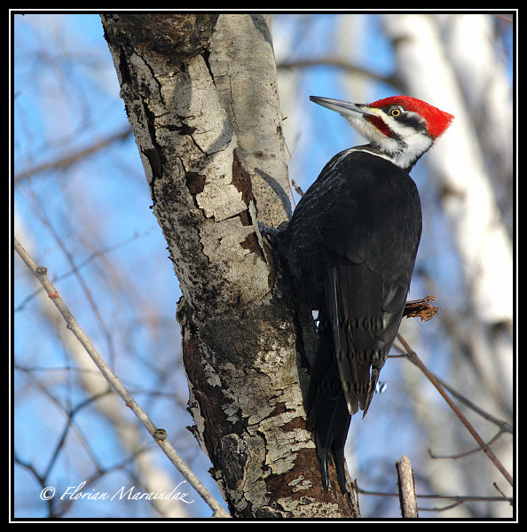 Pileated Woodpecker