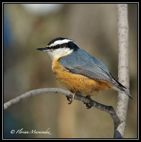 Nuthatch 4