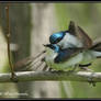 Swallow 4