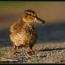 Duckling