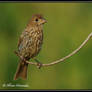 Finch 2