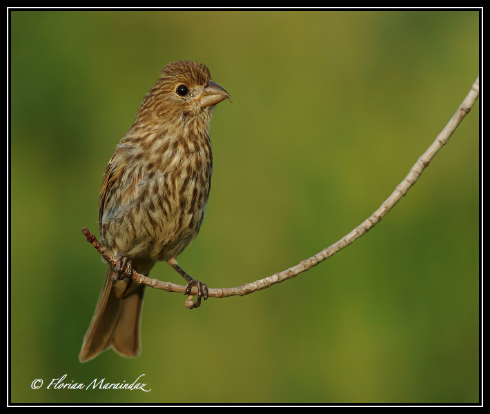 Finch 2