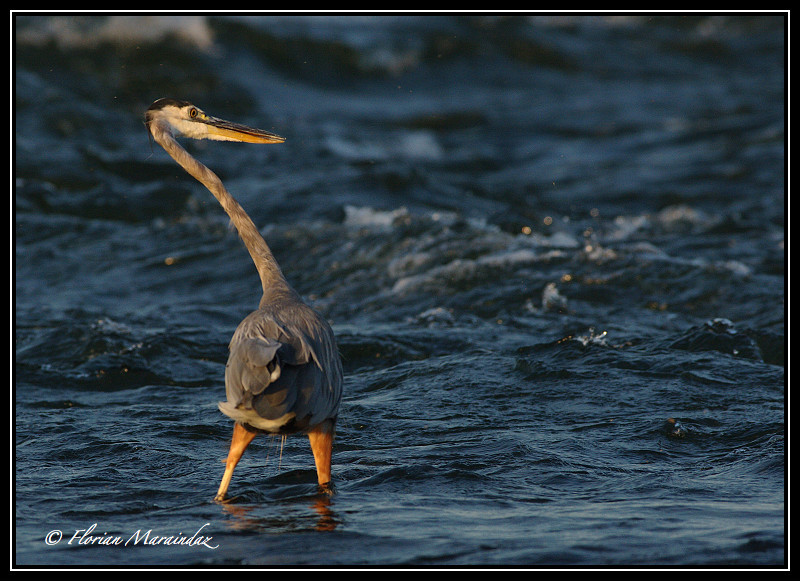 Heron 2